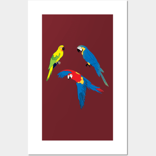 Tropical parrots, wildlife, nature, Carribean Islands Posters and Art